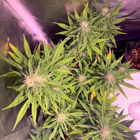Cookie Crisp growlog timeline photo