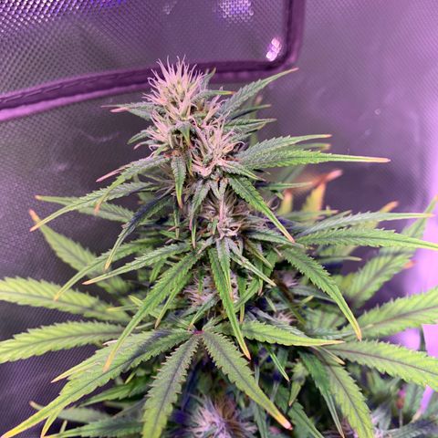 Cookie Crisp growlog timeline photo
