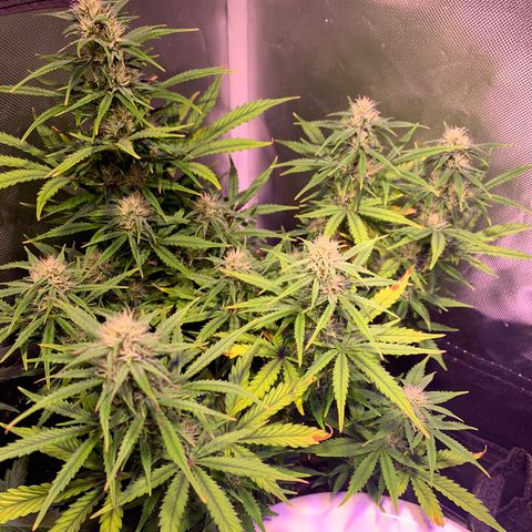 Cookie Crisp growlog timeline photo