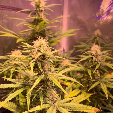Cookie Crisp growlog timeline photo