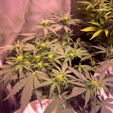 Buzz Lightyear growlog timeline photo