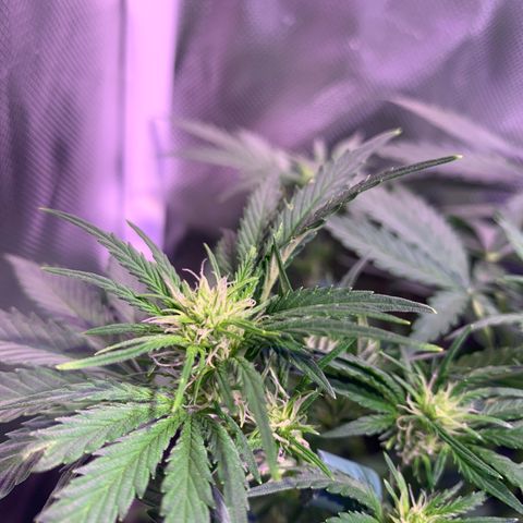 Buzz Lightyear growlog timeline photo