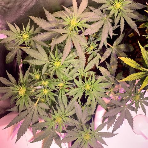 Buzz Lightyear growlog timeline photo