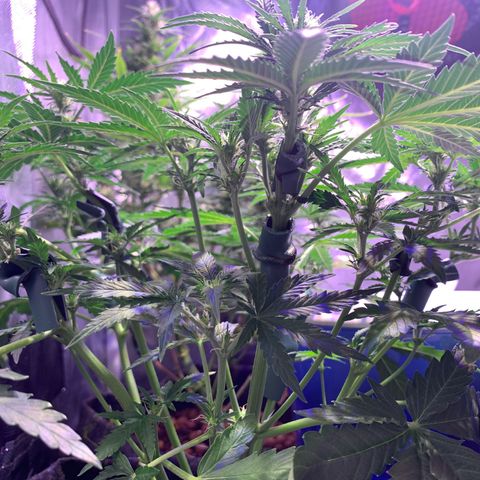 Buzz Lightyear growlog timeline photo