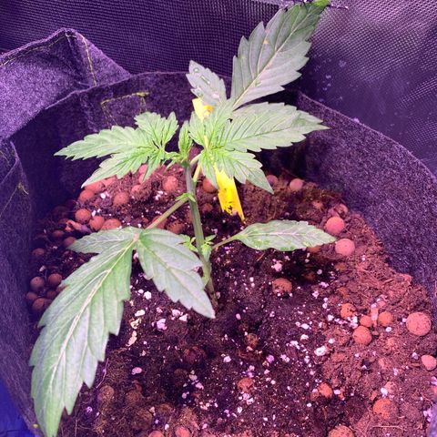 Royal Harambe growlog timeline photo