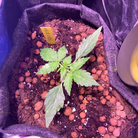 Rockford  growlog timeline photo