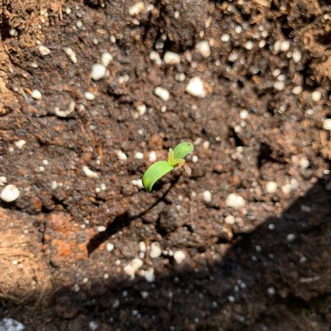 Hulkberry growlog timeline photo