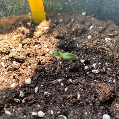 Hulkberry growlog timeline photo