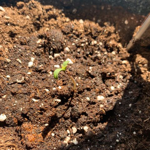 Hulkberry growlog timeline photo