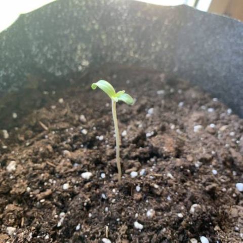 Hulkberry growlog timeline photo