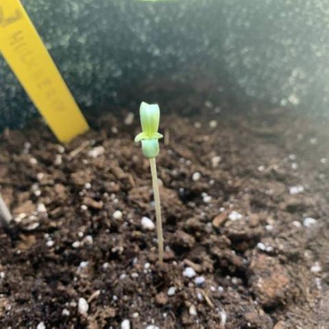 Hulkberry growlog timeline photo