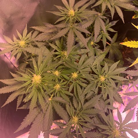 Buzz Lightyear growlog timeline photo