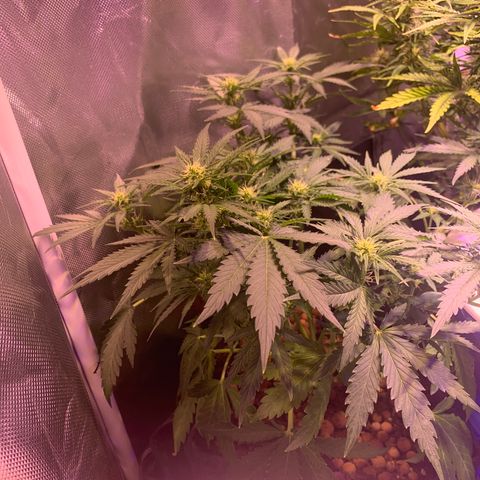 Buzz Lightyear growlog timeline photo