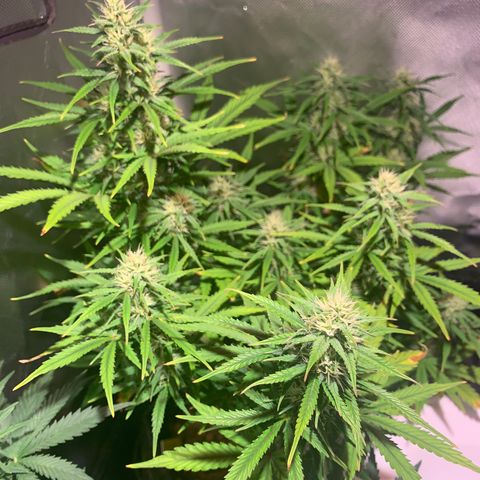 Cookie Crisp growlog timeline photo