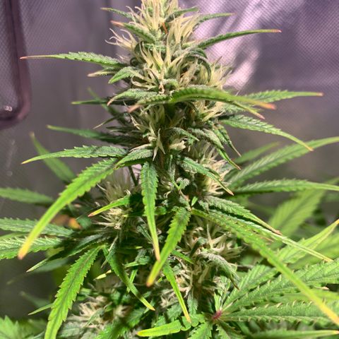 Cookie Crisp growlog timeline photo