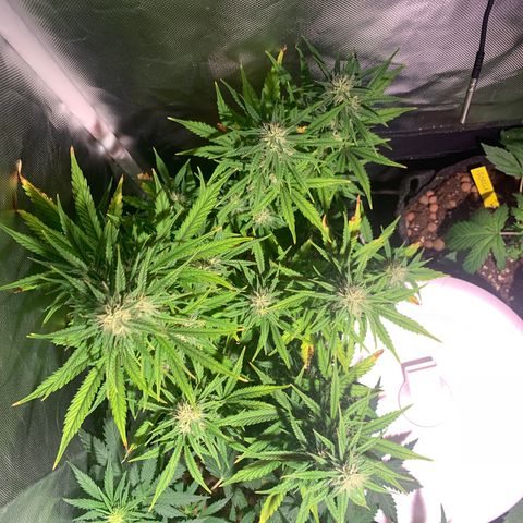 Cookie Crisp growlog timeline photo