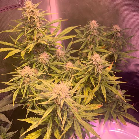 Cookie Crisp growlog timeline photo