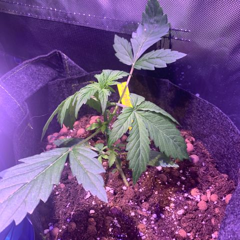 Royal Harambe growlog timeline photo