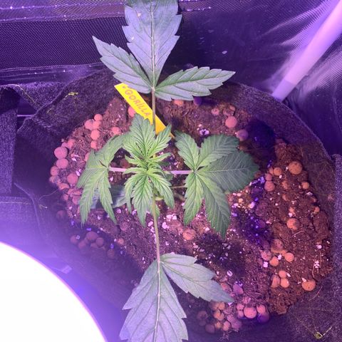 Royal Harambe growlog timeline photo