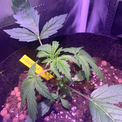 Royal Harambe growlog timeline photo