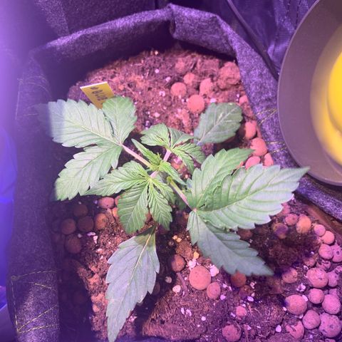Rockford  growlog timeline photo