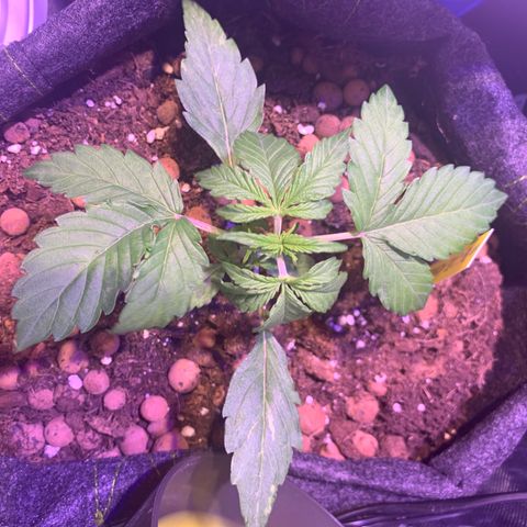 Rockford  growlog timeline photo