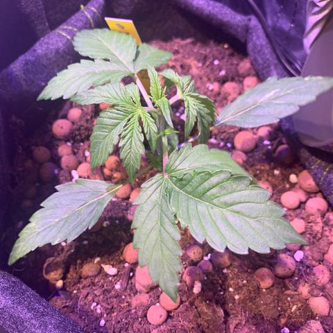 Rockford  growlog timeline photo