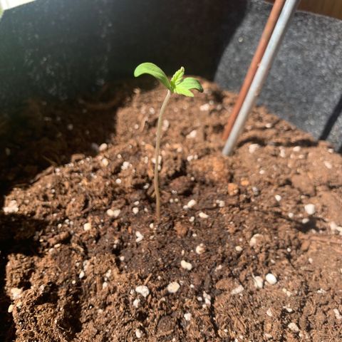 Hulkberry growlog timeline photo