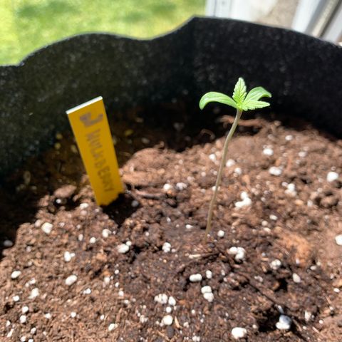 Hulkberry growlog timeline photo