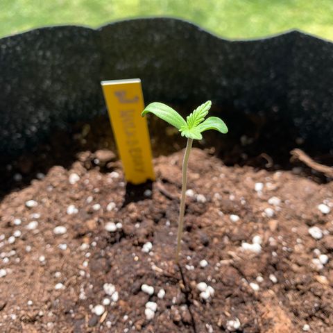 Hulkberry growlog timeline photo