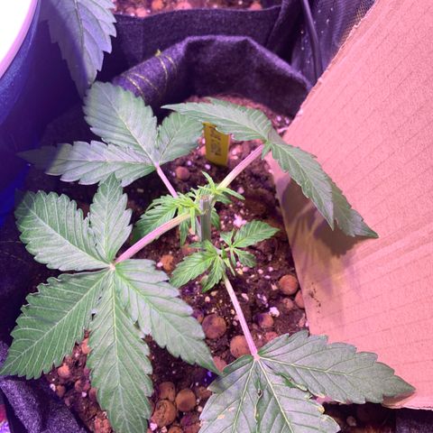 Rockford  growlog timeline photo