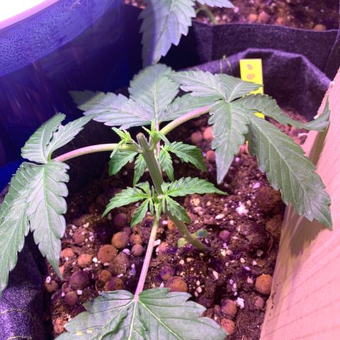 Rockford  growlog timeline photo