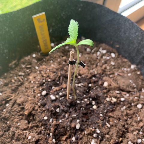 Hulkberry growlog timeline photo