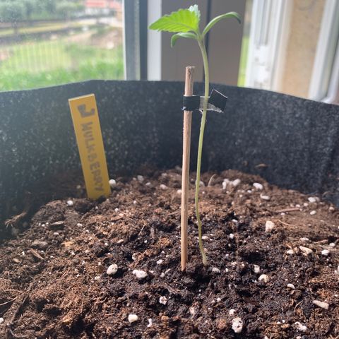 Hulkberry growlog timeline photo