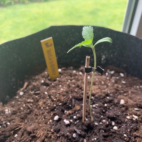Hulkberry growlog timeline photo