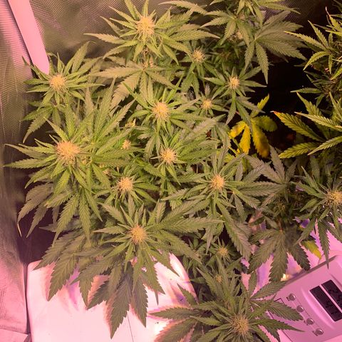 Buzz Lightyear growlog timeline photo