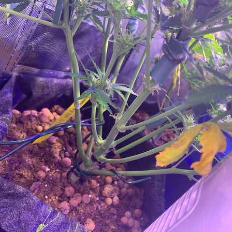Buzz Lightyear growlog timeline photo