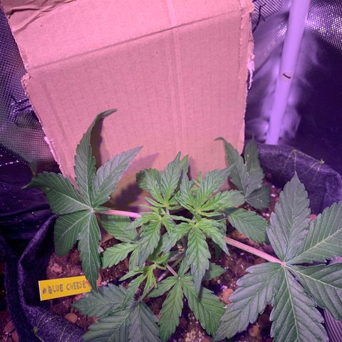 Rockford  growlog timeline photo