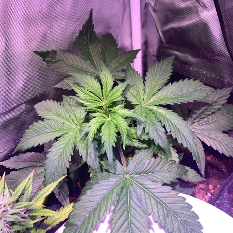 Royal Harambe growlog timeline photo