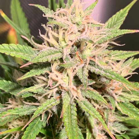 Cookie Crisp growlog timeline photo