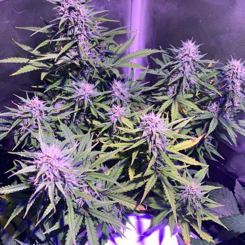 Cookie Crisp growlog timeline photo