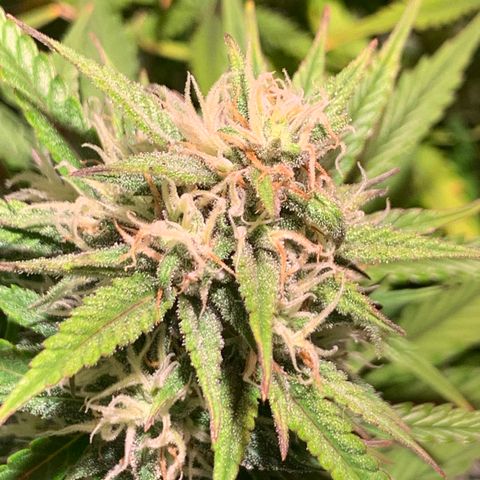 Cookie Crisp growlog timeline photo