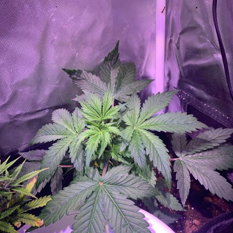 Royal Harambe growlog timeline photo