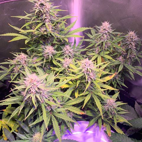 Cookie Crisp growlog timeline photo