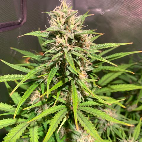 Cookie Crisp growlog timeline photo