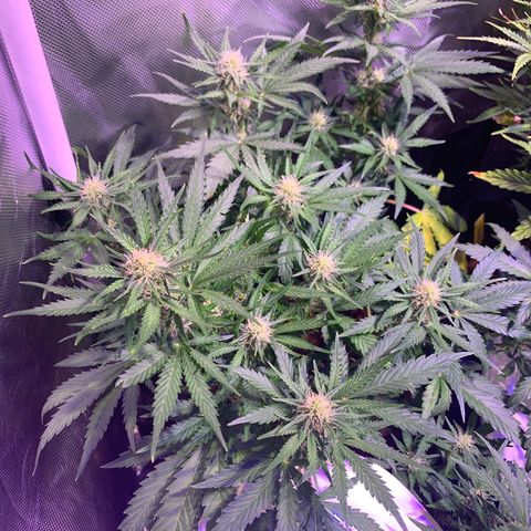 Buzz Lightyear growlog timeline photo
