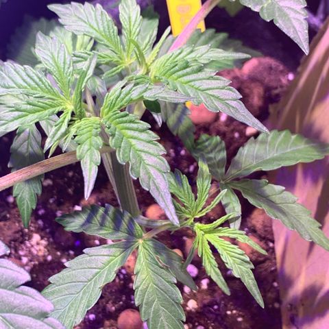 Rockford  growlog timeline photo