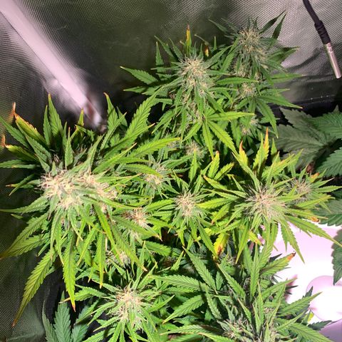 Cookie Crisp growlog timeline photo