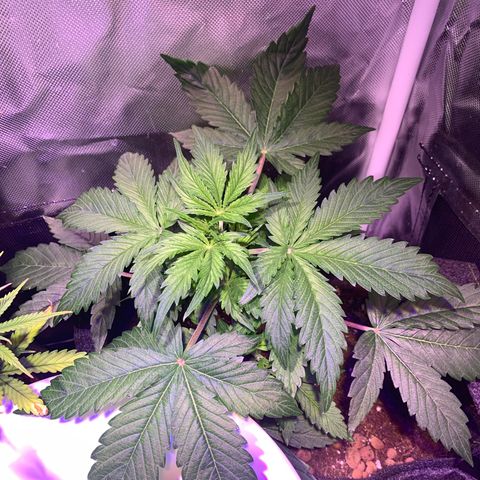 Royal Harambe growlog timeline photo