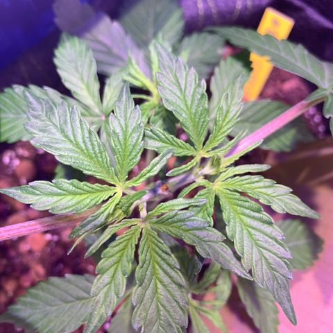 Rockford  growlog timeline photo